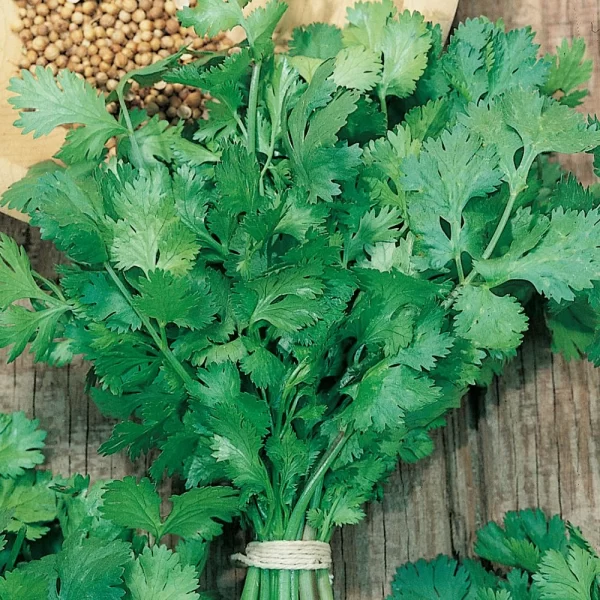 FRESH CORIANDER