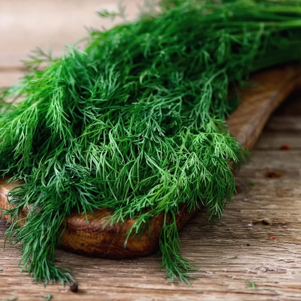 FRESH DILL