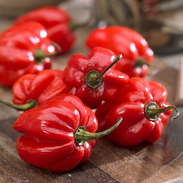 HABANERO PEPPER / BOMBAY CHILI 100GM