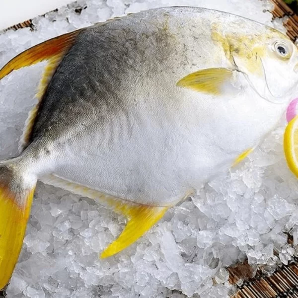 GOLDEN FROZEN POMFRET 1000-2000 KG PRICE PER KG